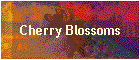 Cherry Blossoms
