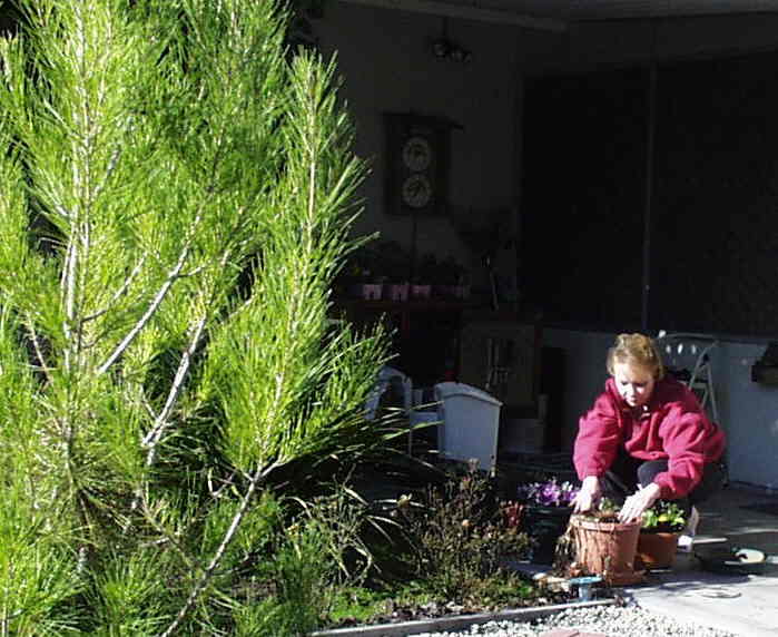 rozgarden1.jpg (51618 bytes)