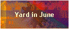 Yard in June